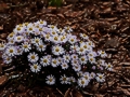 Aster dumosus IMG_1015 Aster krzaczasty